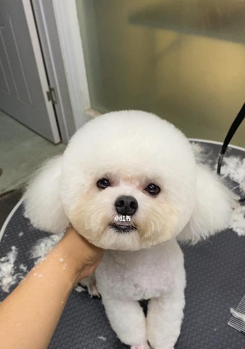 小比熊是否适合炖食？