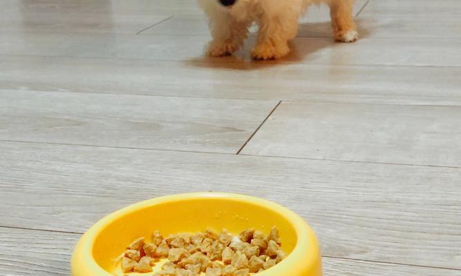 小比熊是否适合炖食？