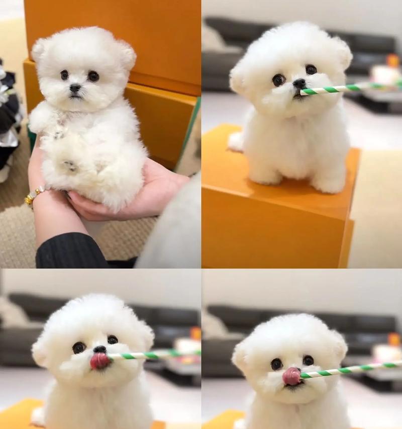 小比熊是否适合炖食？