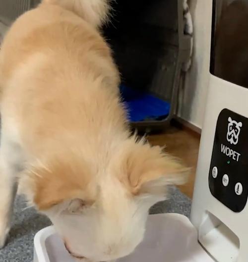 教狗吃狗粮和喝水的有效方法是什么？
