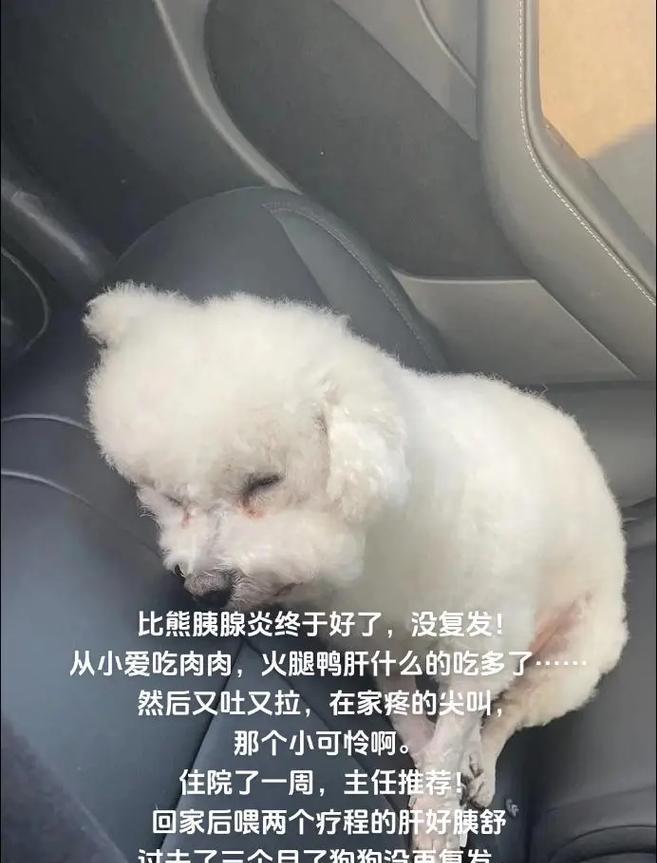 三个半月比熊的最佳喂养方法有哪些？