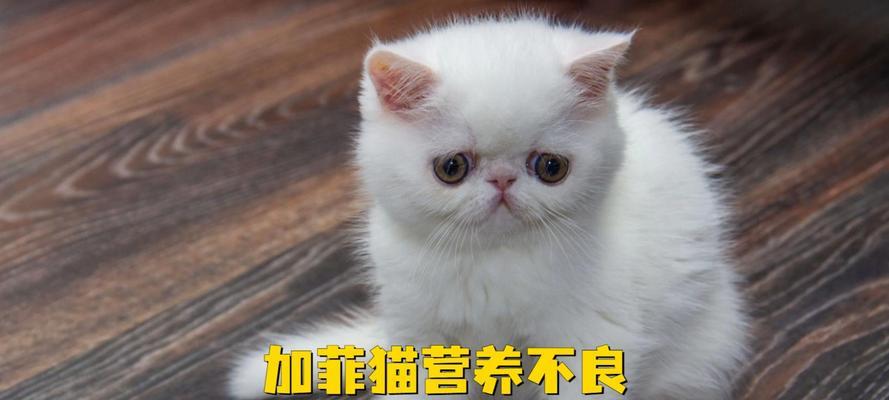 加菲猫适合吃什么猫粮？如何选择最佳品牌？