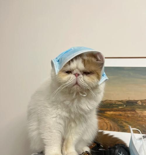 加菲猫适合吃什么猫粮？如何选择最佳品牌？