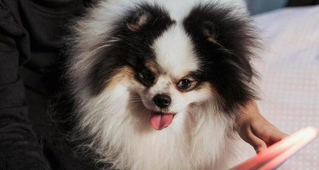 比熊犬喝酸奶后拉肚子呕吐怎么办？是否需要就医？