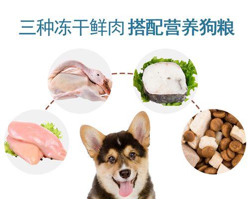 比熊食用鸭肉干的适宜年龄和喂食指南？