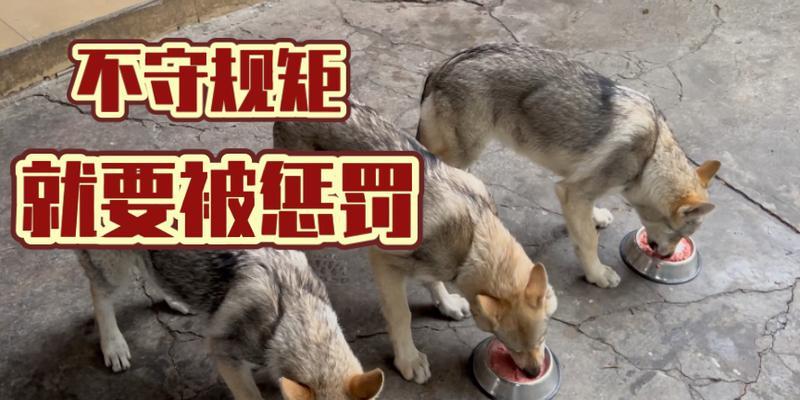如何教会狗狗吃狗粮时守规矩？有哪些有效的训练方法？