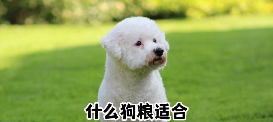 两个月小比熊的狗粮喂食量应如何控制？