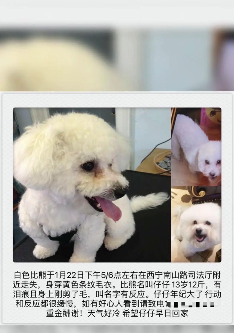 比熊5个月大时能否关笼子？不叫的原因是什么？