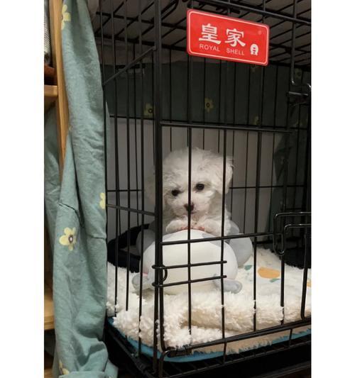 比熊5个月大时能否关笼子？不叫的原因是什么？