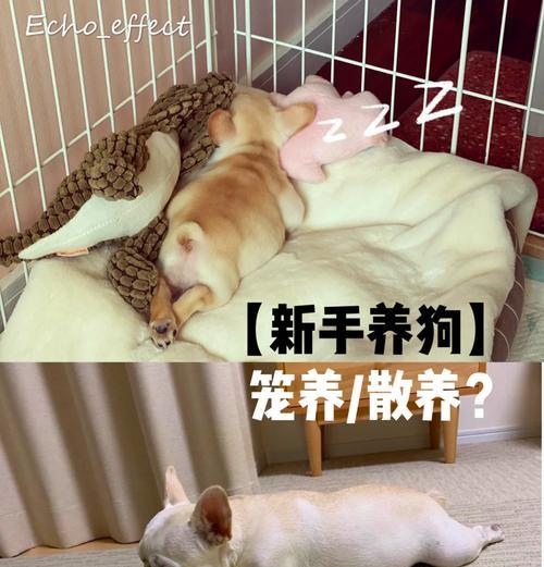 比熊从笼养到散养如何过渡？需要哪些步骤？