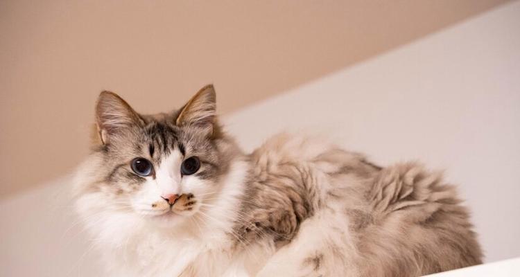 布偶猫是长毛还是短毛品种？如何区分？