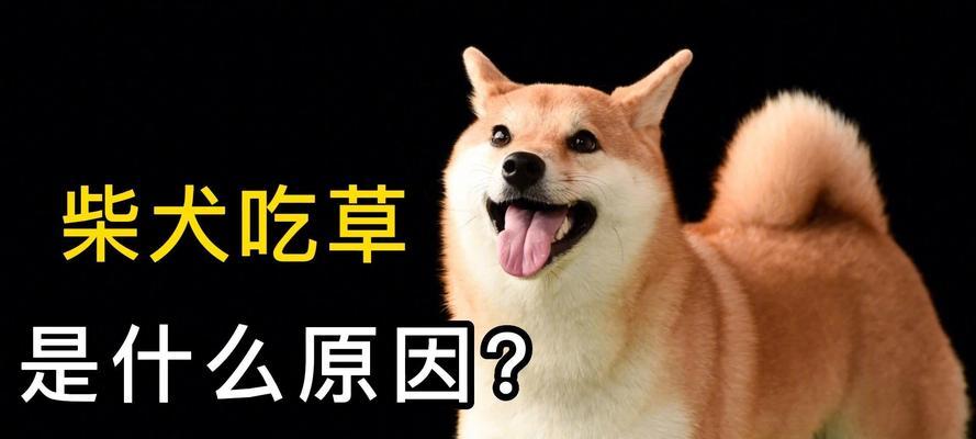 柴犬幼犬每次应喂多少狗粮？如何确保营养均衡？
