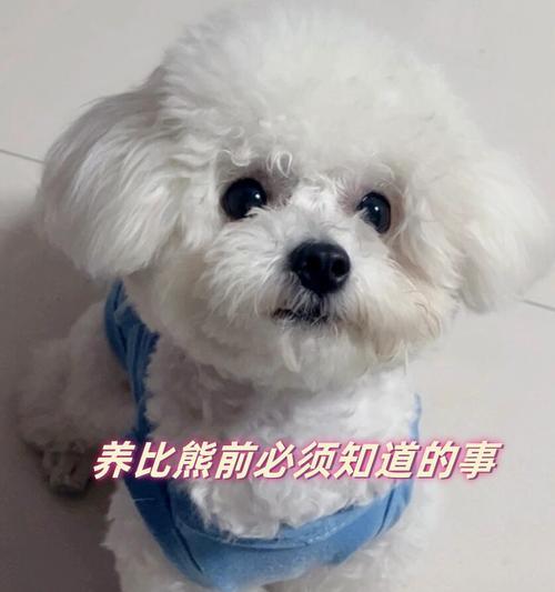 怀孕的比熊可以吃山药吗？有哪些食物是孕期比熊应该避免的？