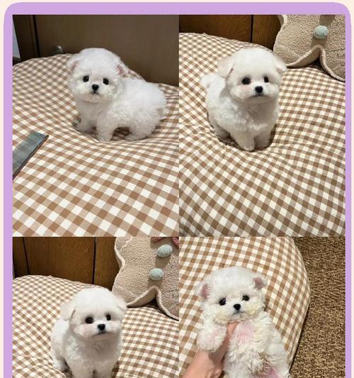 两个月大的比熊幼犬每天应该喂多少狗粮？如何判断比熊幼犬的食量是否合适？