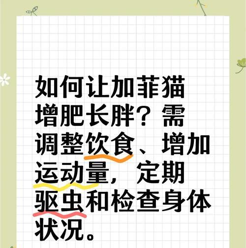 加菲猫偏爱哪些猫粮品牌？如何选择适合加菲猫的猫粮？