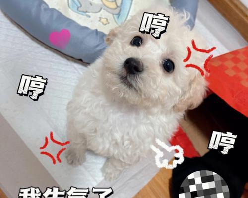 比熊幼犬可以喝鸡蛋水吗一天几次合适？有哪些注意事项？