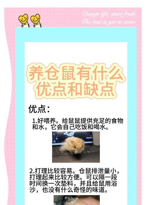 哪种仓鼠既好养又经济实惠？如何照顾它们？