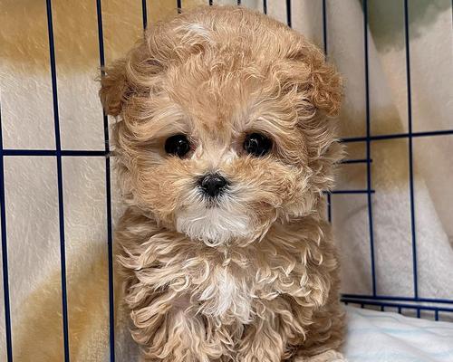贵宾犬体型大小如何影响价格？购买时应注意什么？
