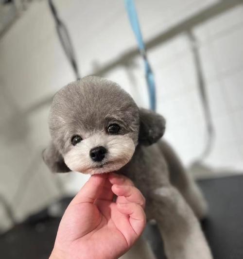 贵宾犬体型大小如何影响价格？购买时应注意什么？