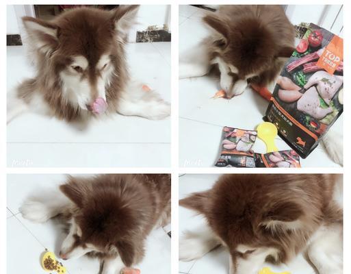 如何训练狗狗只吃狗粮不吃其他食物？有效的方法有哪些？
