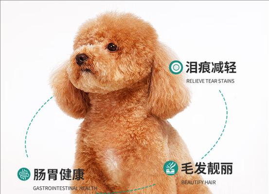 小型泰迪犬几个月大开始吃干狗粮？