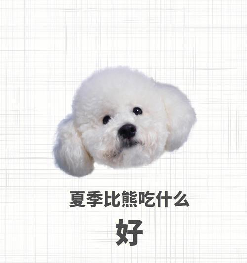 比熊一天吃一顿的最佳时间是什么时候？这样喂食有什么好处？