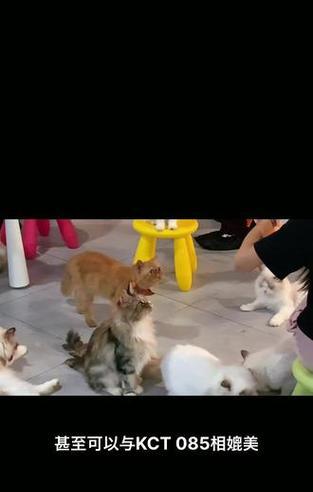 布偶猫能吃加菲猫的猫粮吗？原因是什么？