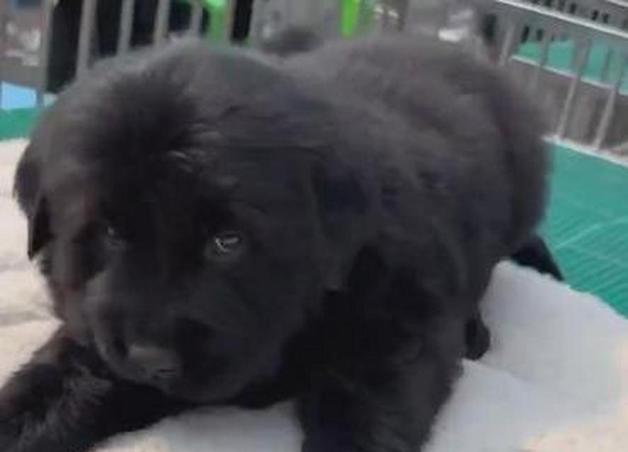 金毛幼犬食用鹌鹑蛋清的利弊？