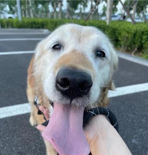 金毛幼犬食用鹌鹑蛋清的利弊？