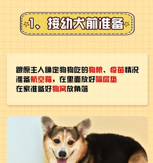 如何训练狗狗吃狗粮？有哪些有效方法？