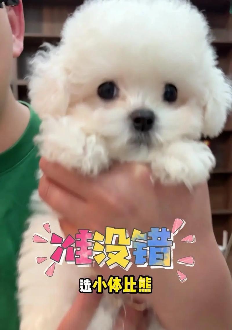 为什么刚养的比熊需要笼养？笼养的好处是什么？