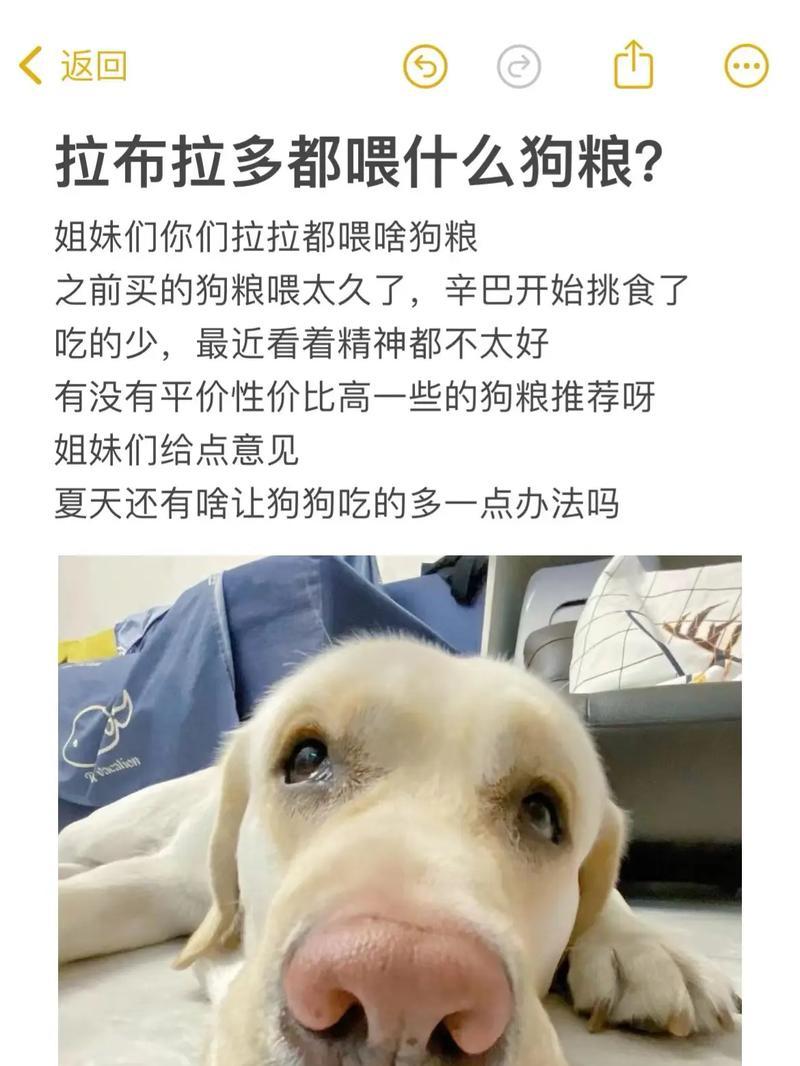 给狗狗喂食狗粮的最佳方法是什么？