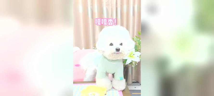 比熊长期吃狗粮与吃饭哪个更健康？如何选择？