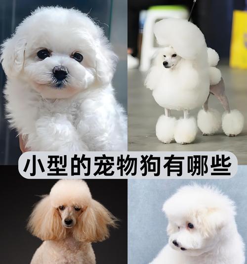 为什么鸡胸肉最适合比熊犬？有哪些好处？