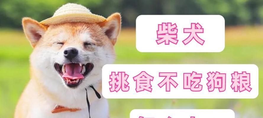 两个月柴犬吐狗粮的原因是什么？如何处理？