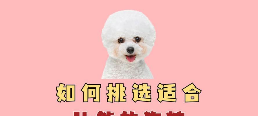 四个月大的比熊狗狗每次应该吃多少狗粮？