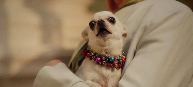 比熊犬误食洋葱三小时后如何催吐？有哪些紧急处理措施？