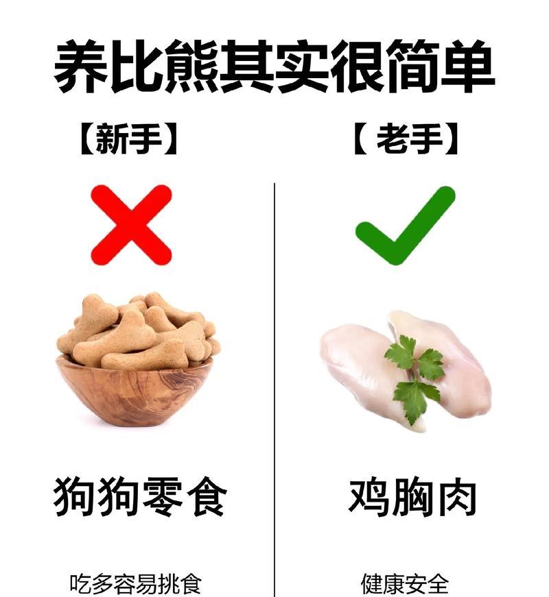 新手养比熊需要注意什么？有哪些必备知识和技巧？