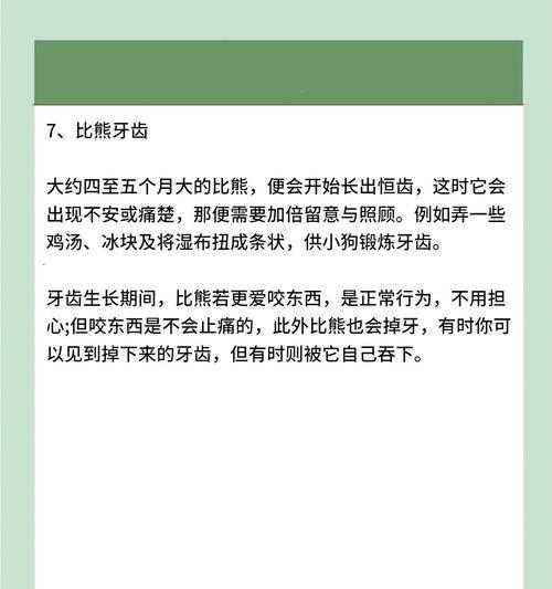 新手养比熊需要注意什么？有哪些必备知识和技巧？
