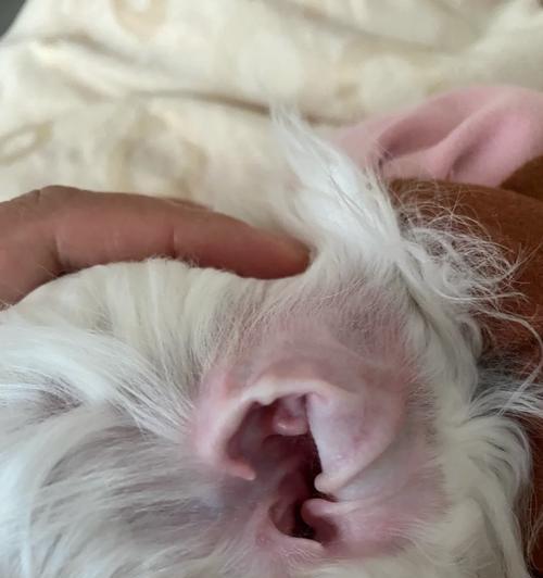 比熊幼犬换狗粮不适应怎么办？