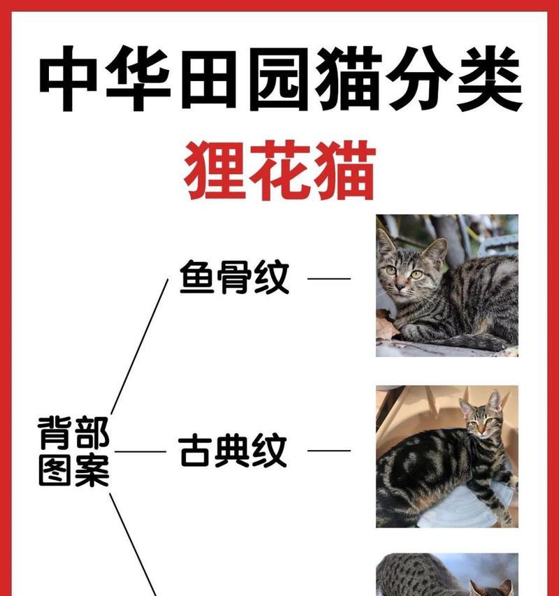 花猫是家畜还是宠物？它们的分类和饲养方式有何不同？