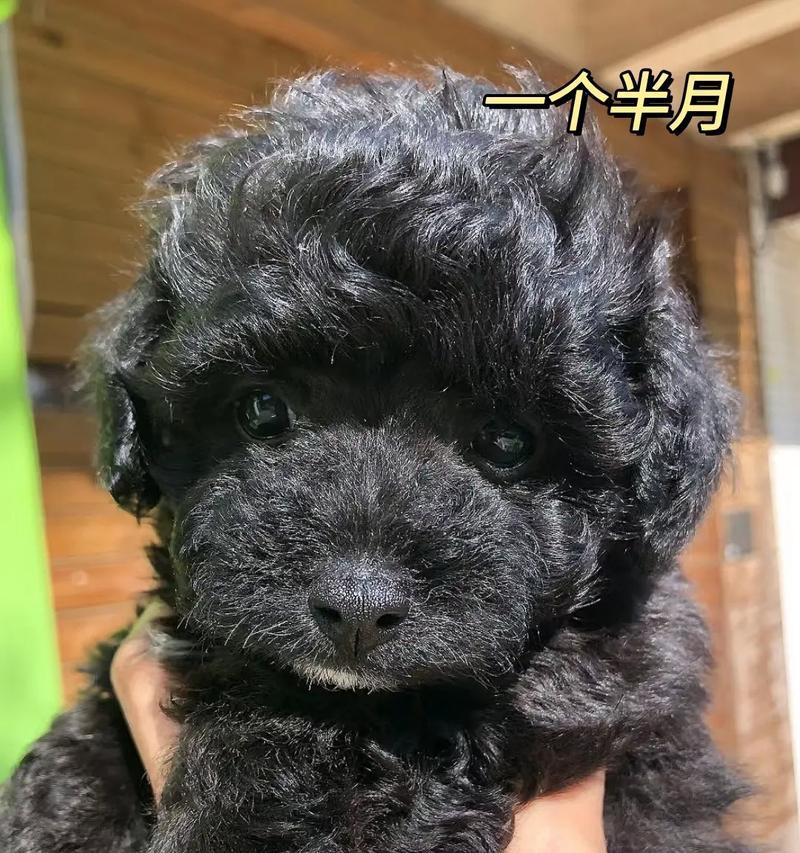 小泰迪适合哪种狗粮？如何选择合适的狗粮品牌？