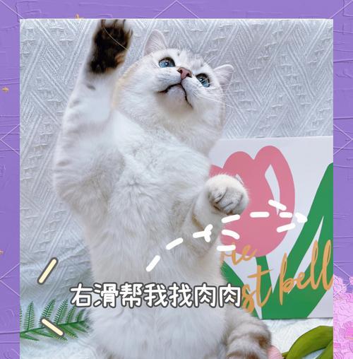 主食冻干猫粮和罐头哪个更美味？如何选择？