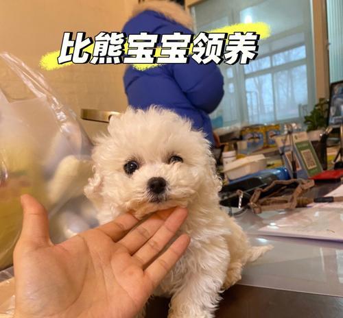 比熊吃鸡蛋黄为何会呕吐？是否为食物不耐受？