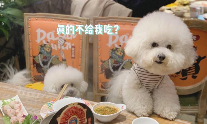 比熊吃鸡蛋黄为何会呕吐？是否为食物不耐受？
