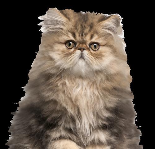 猫咪更适合家禽还是家畜？