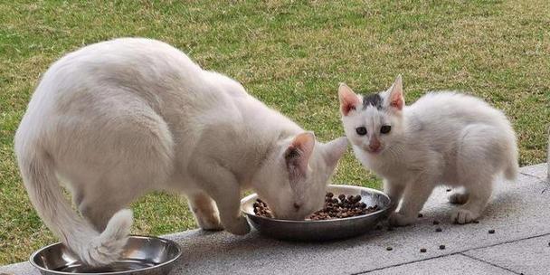 猫咪更适合家禽还是家畜？