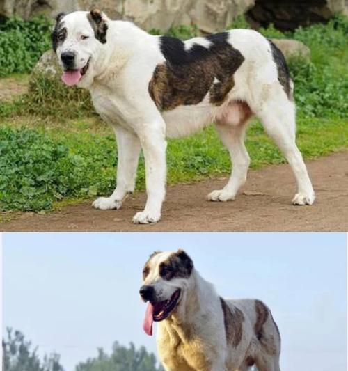 高加索犬在犬类中战斗力如何？能打赢哪些犬种？