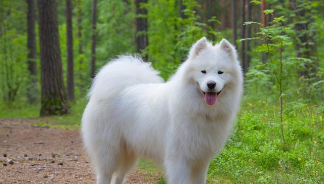 贵宾犬在十大最贵犬种中排名如何？它们为何价值不菲？