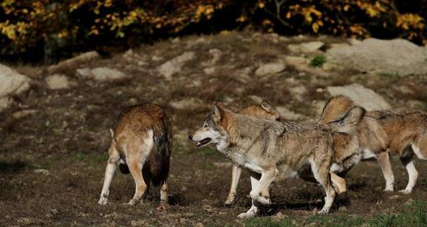 高加索犬战斗力如何？能与哪些犬种抗衡？